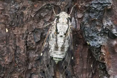 Purana gigas