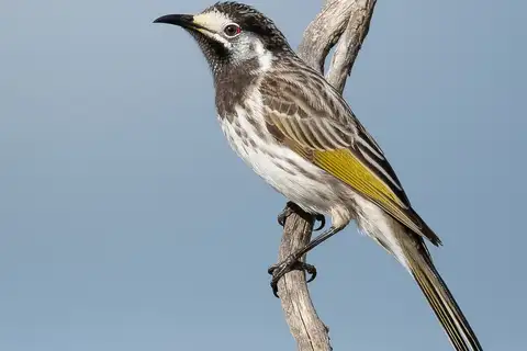 White-fronted Honeyeater