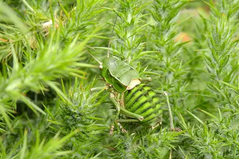 Hooded Saddle Bush-cricket