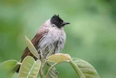 Sooty-headed Bulbul