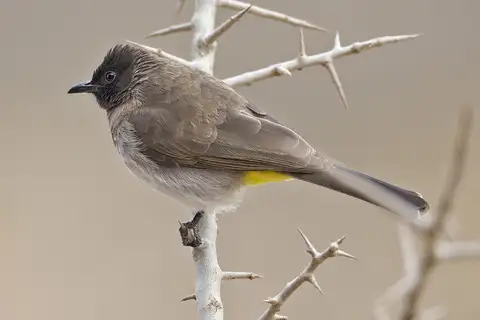 Common Bulbul