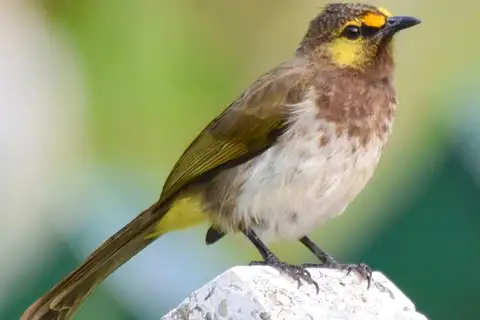 Orange-spotted Bulbul