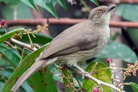 Asian Red-eyed Bulbul