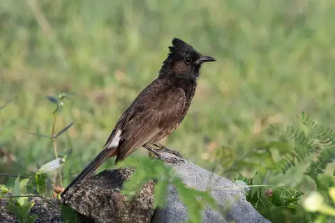 Red-vented Bulbul