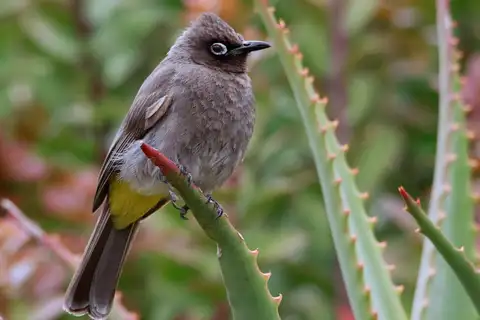 Cape Bulbul
