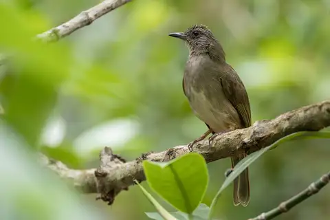 Ashy-fronted Bulbul
