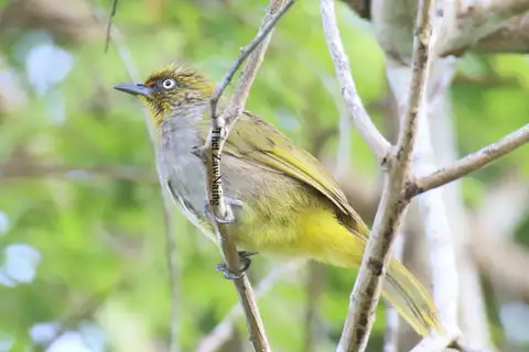 Pale-eyed Bulbul