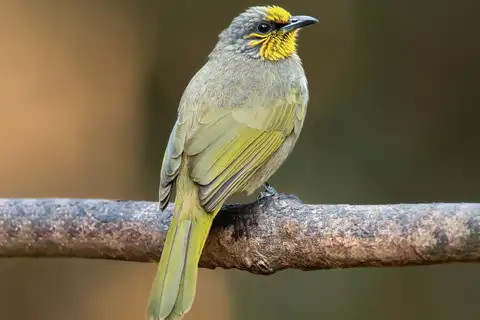 Stripe-throated Bulbul