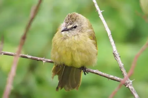 Flavescent Bulbul