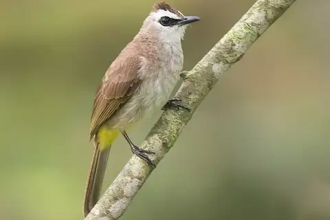 Yellow-vented Bulbul