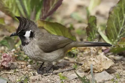 Himalayan Bulbul