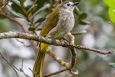 Pale-faced Bulbul
