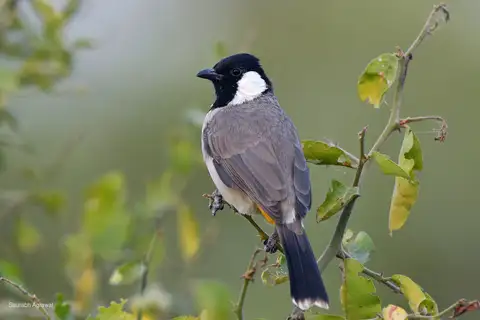 White-eared Bulbul