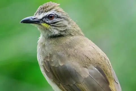 White-browed Bulbul