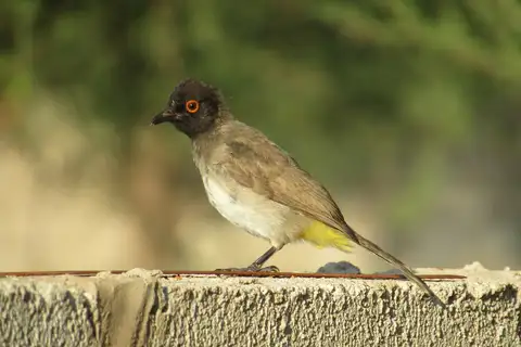 African Red-eyed Bulbul