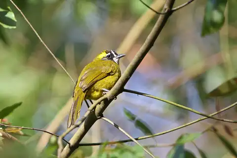 Yellow-eared Bulbul