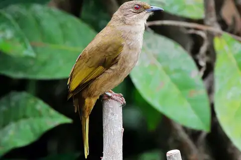 Olive-winged Bulbul