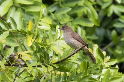 Cream-eyed Bulbul