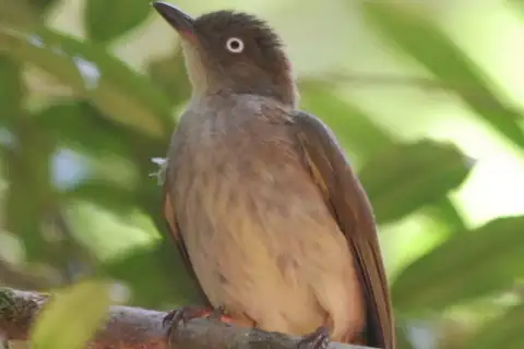 Cream-vented Bulbul