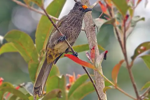 Aceh Bulbul