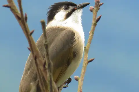 Styan's Bulbul