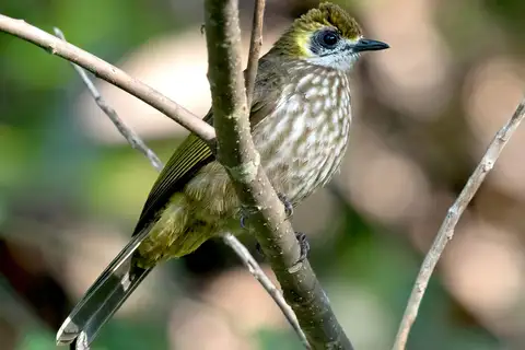 Spot-necked Bulbul