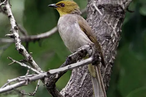 Yellow-throated Bulbul