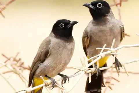 White-spectacled Bulbul