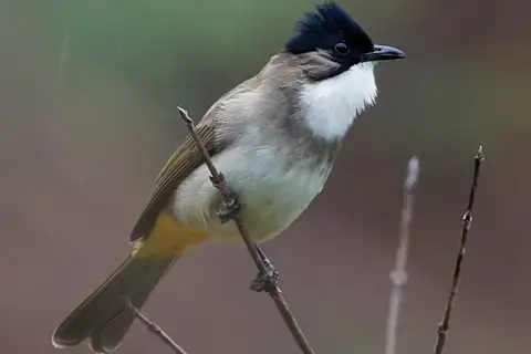 Brown-breasted Bulbul