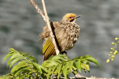 Straw-headed Bulbul