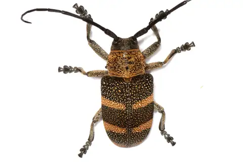 Pycnopsis brachyptera