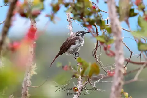 Marbled Honeyeater