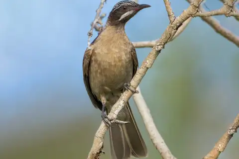 Streak-headed Honeyeater