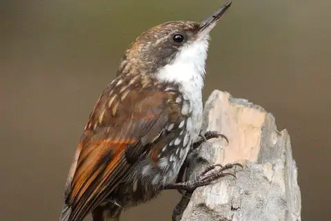 White-throated Treerunner