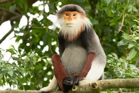 Red-shanked Douc Langur