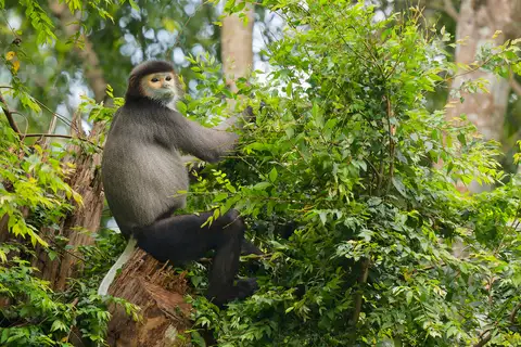 Black-shanked Douc Langur