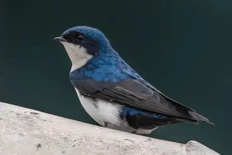 Blue-and-white Swallow