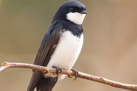 Black-collared Swallow