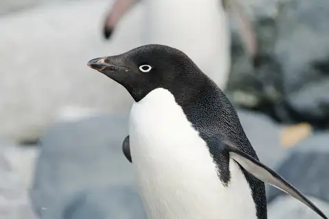 Adelie Penguin