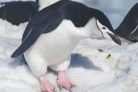 Chinstrap Penguin