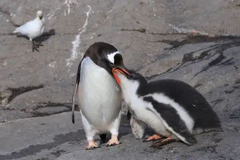 Gentoo Penguin