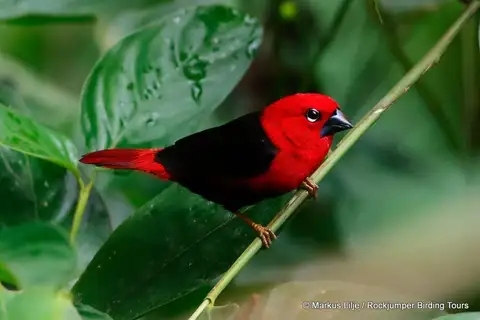 Black-bellied Seedcracker