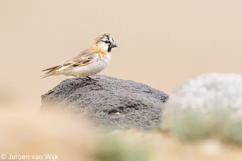 Blanford's Snowfinch