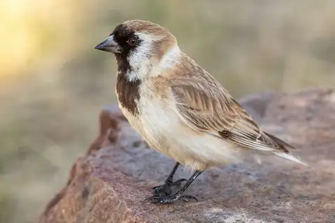 Pere David's Snowfinch