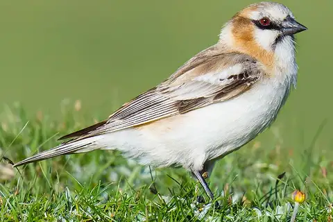 Rufous-necked Snowfinch