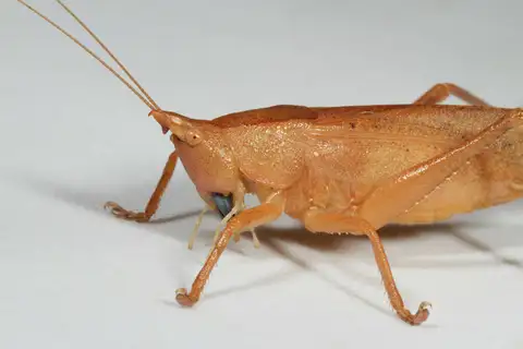 Hook-faced Conehead