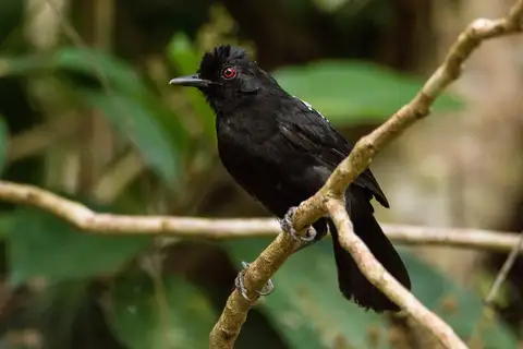 Fringe-backed Fire-eye
