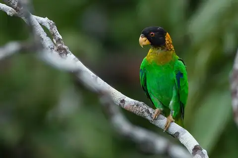 Caica Parrot
