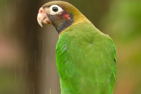 Brown-hooded Parrot