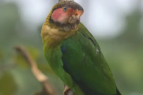 Rose-faced Parrot